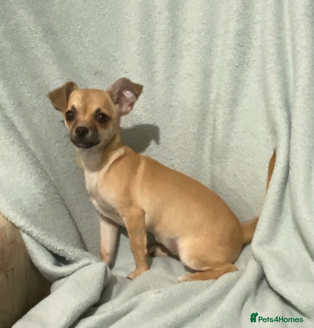 Chihuahua dogs for sale: 1 male and 1 female smooth coat Chihuahua - Image 6