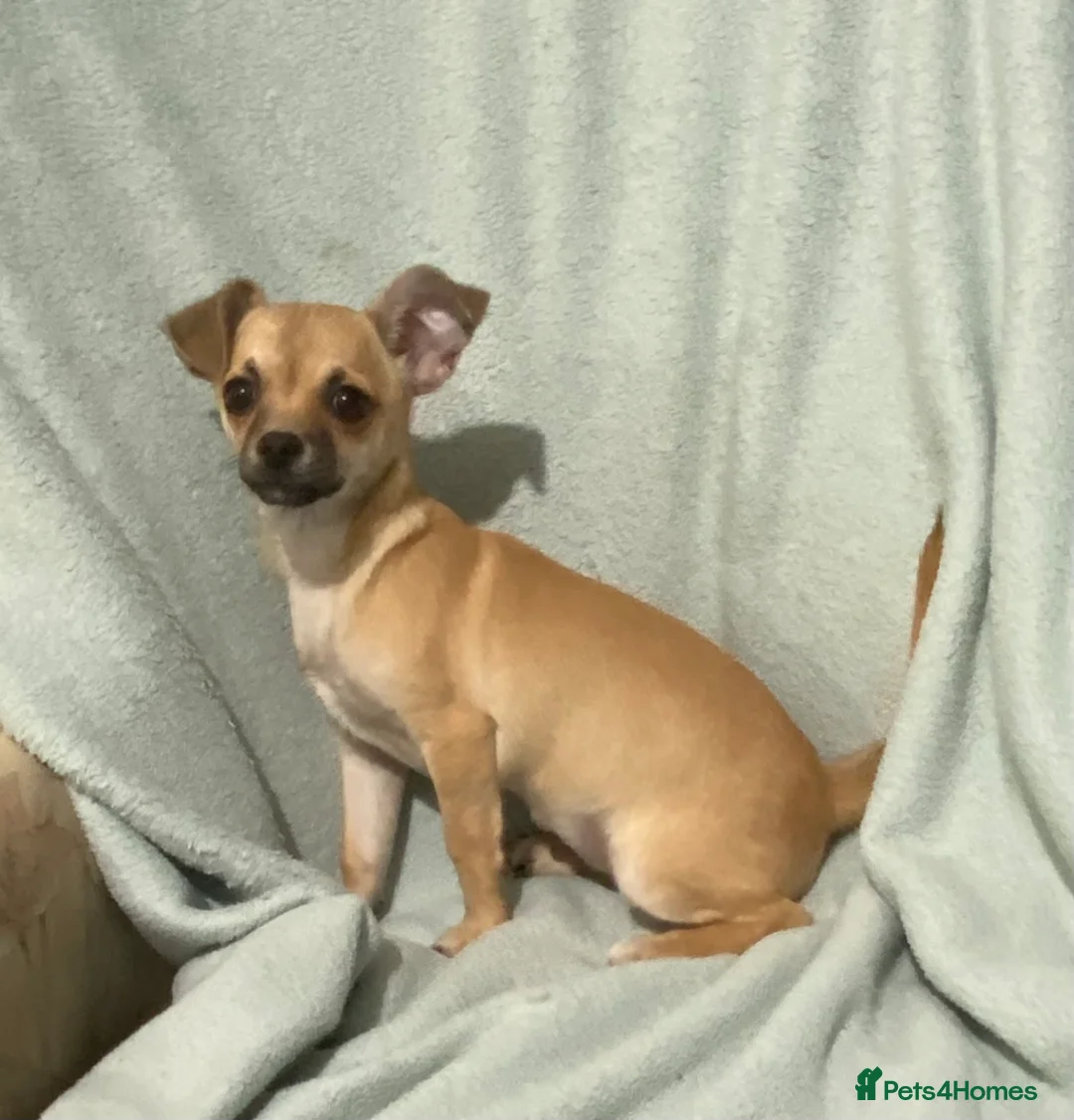 Chihuahua dogs for sale: 1 male and 1 female smooth coat Chihuahua - Advert 6