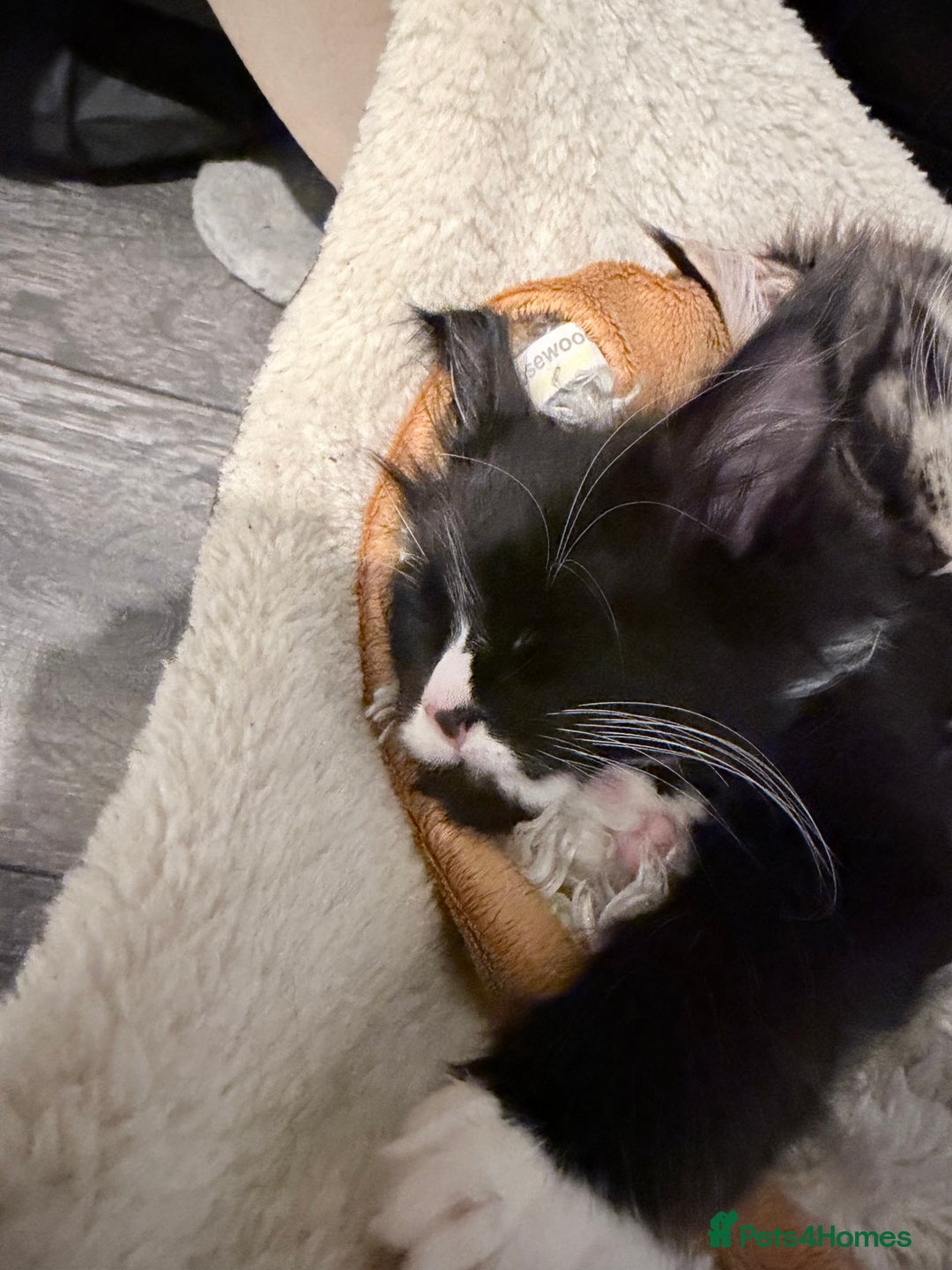 Maine Coon cats for sale: TICA reg adorable Maine Coon baby kittens  - Advert 31