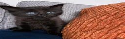 Mixed Breed cats for sale: Fluffy kittens  - Advert 11
