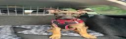 Mixed Breed dogs for sale: Security Dog for Sale  - Advert 12