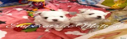 Maltese dogs for sale: Tiny KC Reg. Korean Maltese- CH line show dogs! - Advert 12