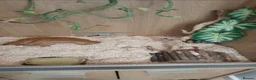 Corn Snake reptiles for sale: Female Tessera Cornsnake with Full vivarium Setup - Advert 8