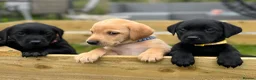 Labrador Retriever dogs for sale: Stunning lab puppies  - Advert 15