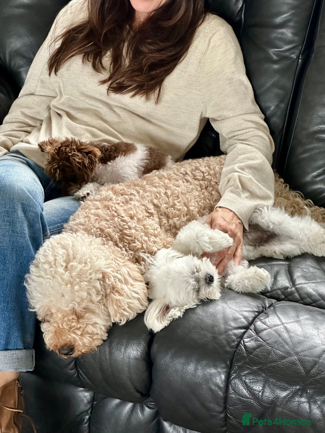 Cavapoo dogs for sale: F1 Cavapoo Pups Due Soon! 🍫Chocolate Carriers🍫  - Image 5