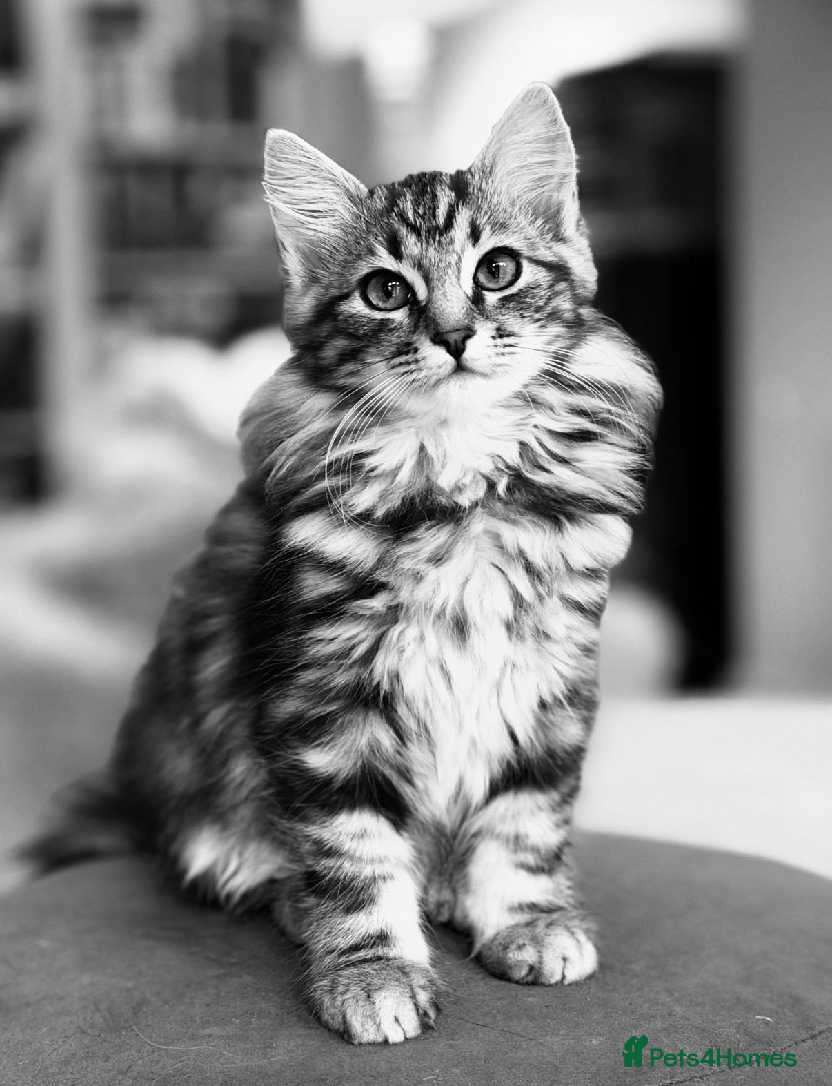 Siberian cats Pedigree Siberian Kitten from Health-Tested Lines - Advert 2