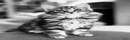Siberian cats for sale: Pedigree Siberian Kitten from Health-Tested Lines - Advert 14