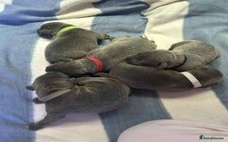 Mixed Breed dogs for sale: Blue staffy x classic bully Puppies 🐶 💙  - Image 19