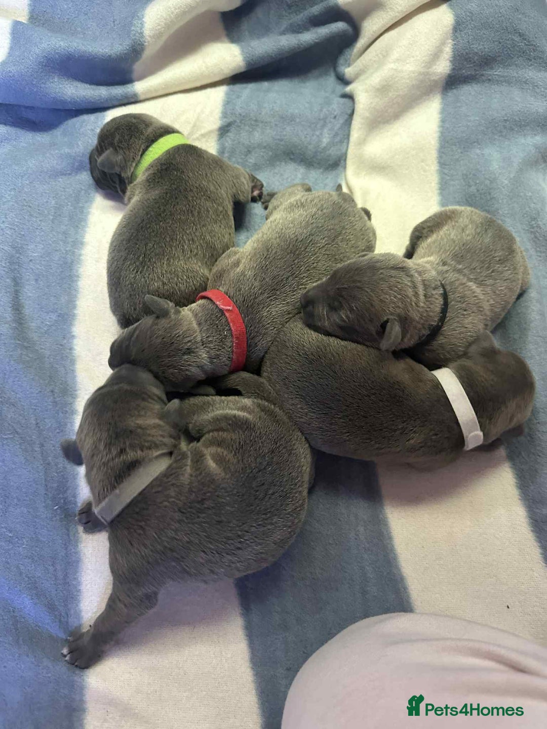 Mixed Breed dogs for sale: Blue staffy x classic bully Puppies 🐶 💙  - Image 19