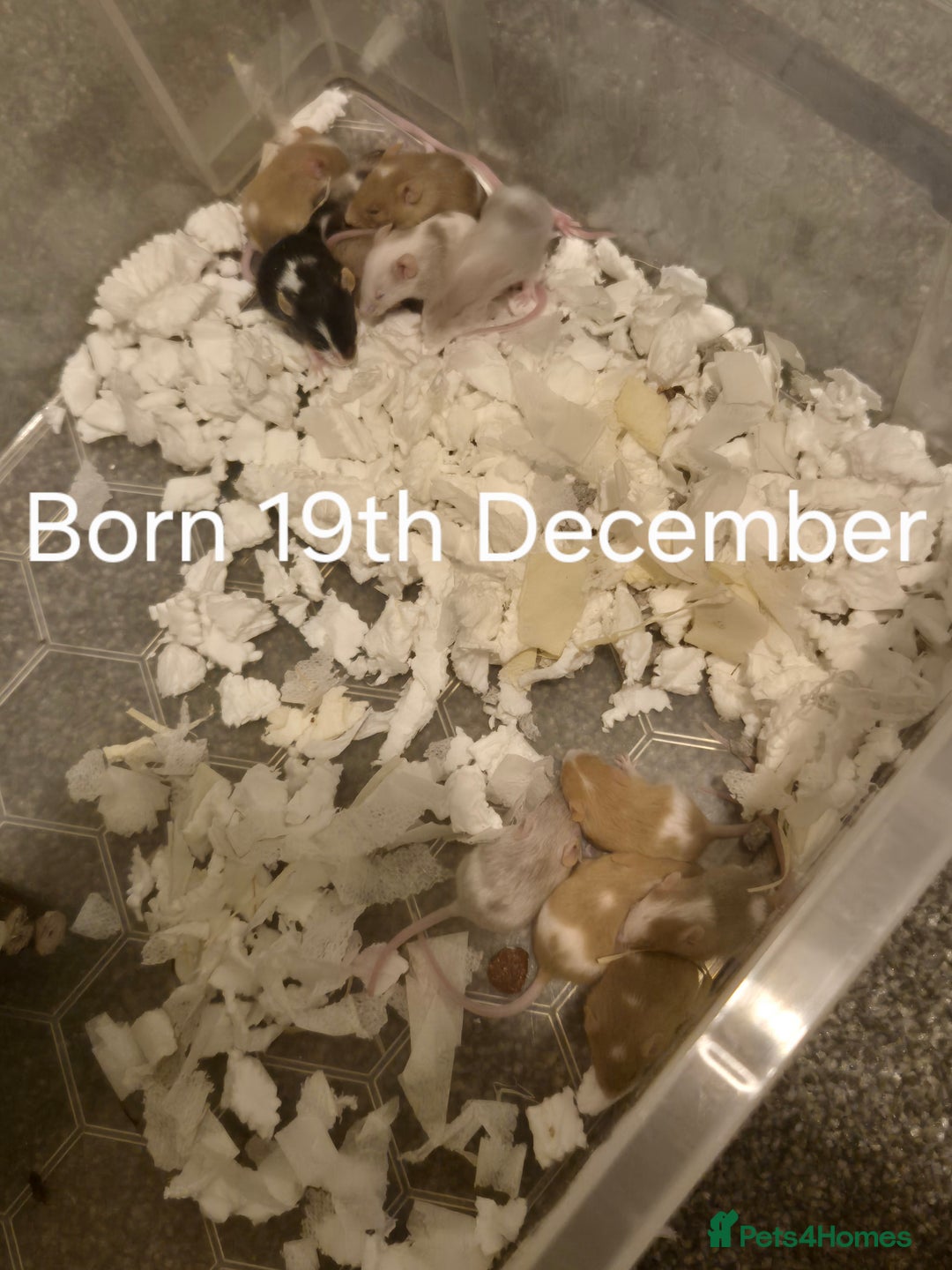 Mouse rodents for sale: Plenty of fancy mice available,Colours and genders - Advert 5