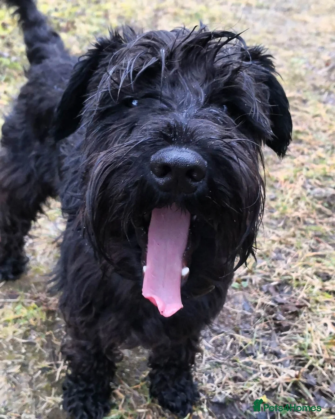 Miniature Schnauzer dogs for sale: Adorable Miniature Schnauzer in Worcester - Advert 2