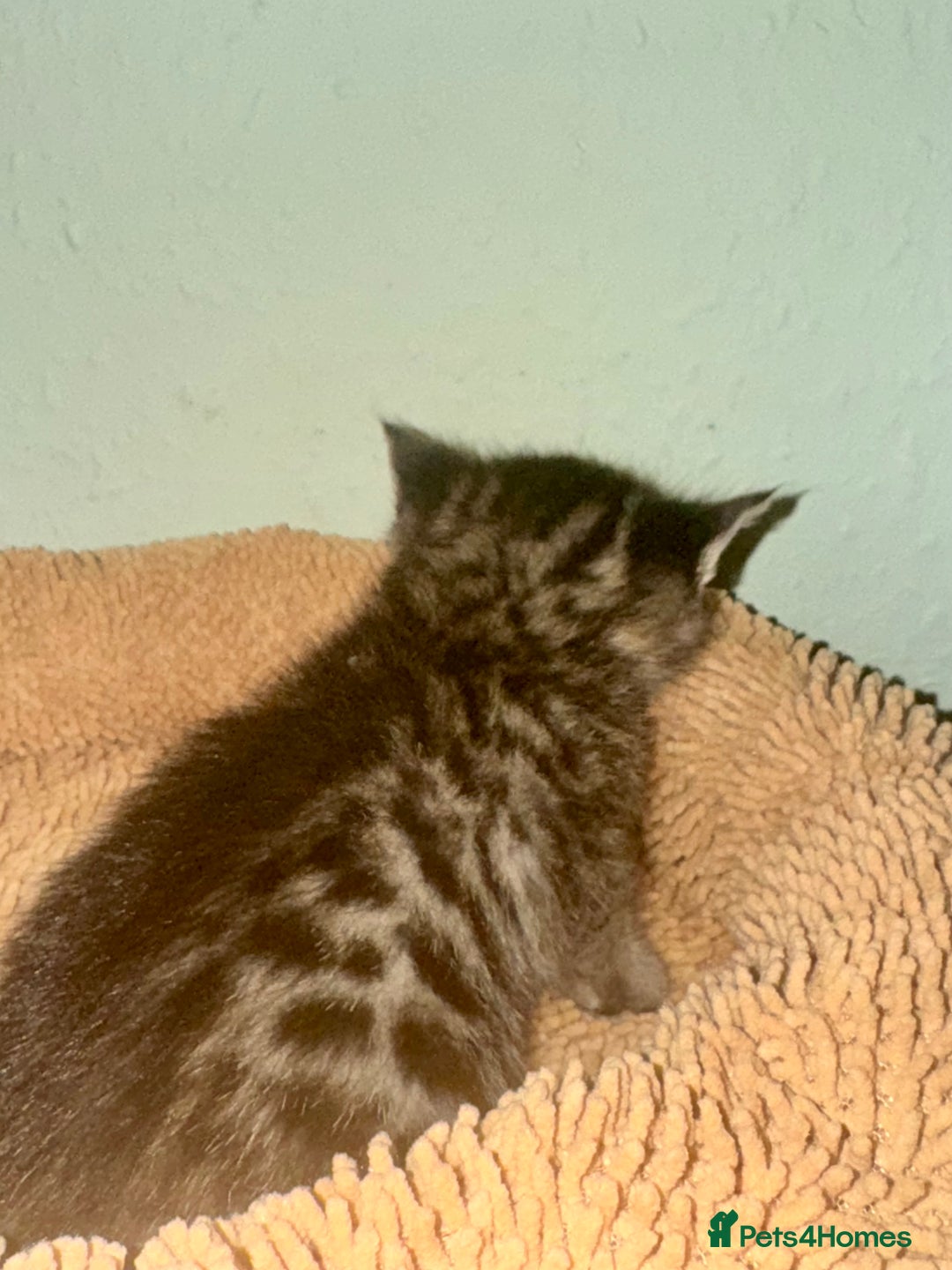 Bengal cats for sale: 3/4 bengal 1/4BSH - Advert 3