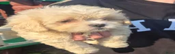 Mixed Breed dogs for sale: Stunning Peekapoo puppies in Brechin - Advert 6