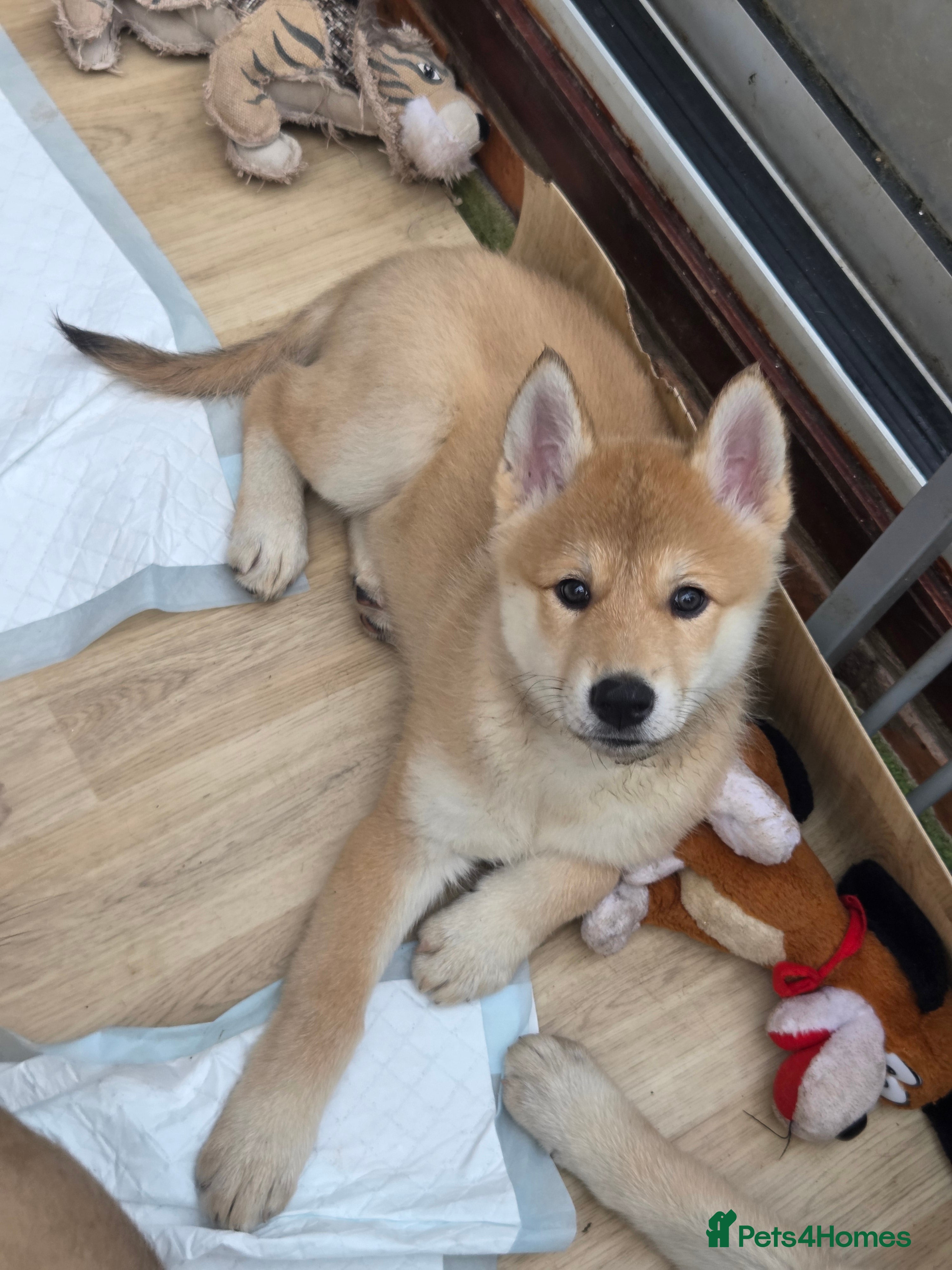 Mixed Breed dogs Czech Wolfdog × Akita/Malamute Puppies - Advert 17