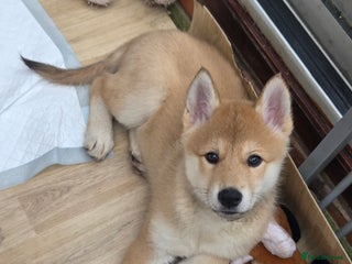 Mixed Breed dogs Czech Wolfdog × Akita/Malamute Puppies - Advert 17