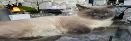 Mixed Breed cats for sale: URGENT Beautiful Ragdoll x Bsh male RESERVED  - Advert 5