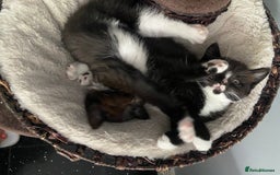 Mixed Breed cats for sale: X BRITISH SHORT adorable kittens ready 4 new home - Image 21