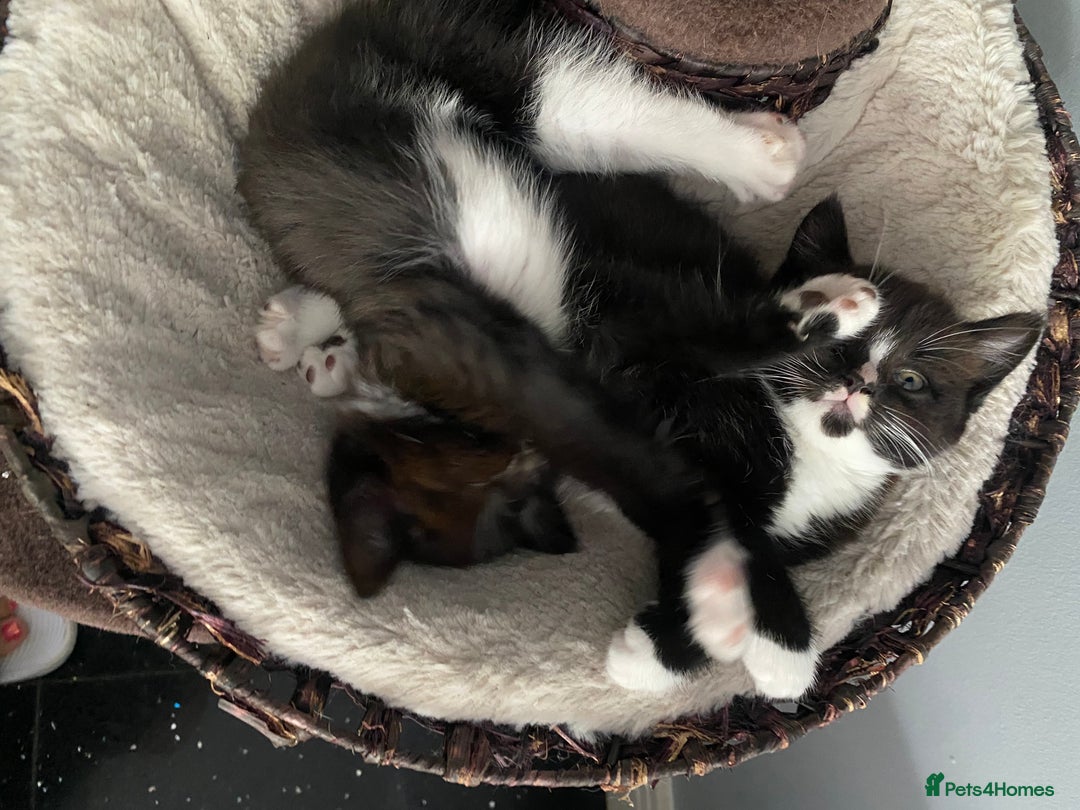 Mixed Breed cats for sale: X BRITISH SHORT adorable kittens ready 4 new home - Image 21