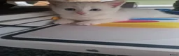 Mixed Breed cats for sale: Kittens - Advert 7