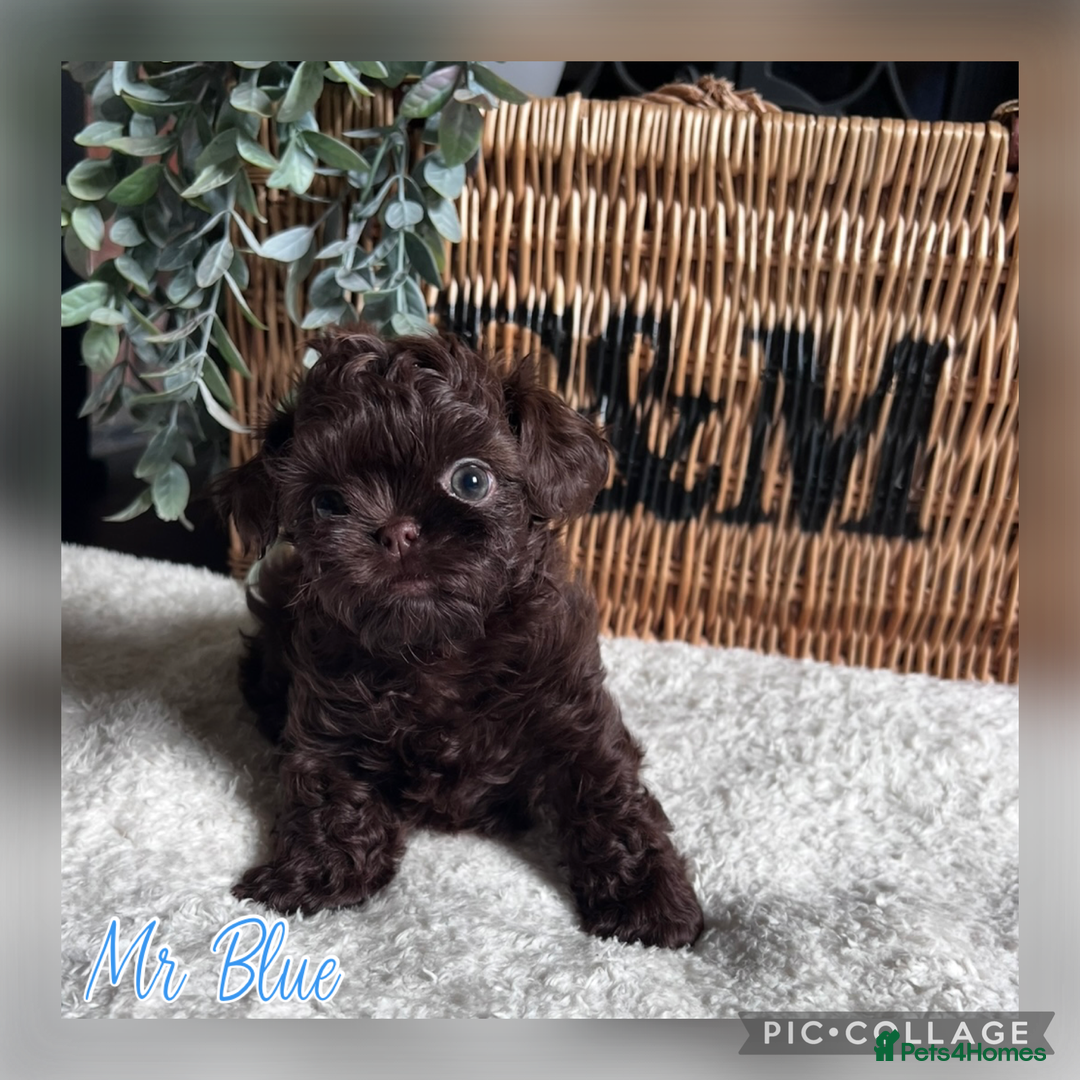 Shih Tzu dogs for sale: Stunning KC chocolate imperial Shihtzu puppies - Image 29