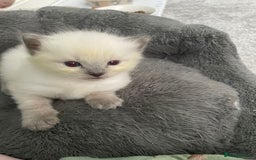 Ragdoll cats for sale: 💙 BLUEPOINT RAGDOLL BOY FOR SALE 💙 - Image 11