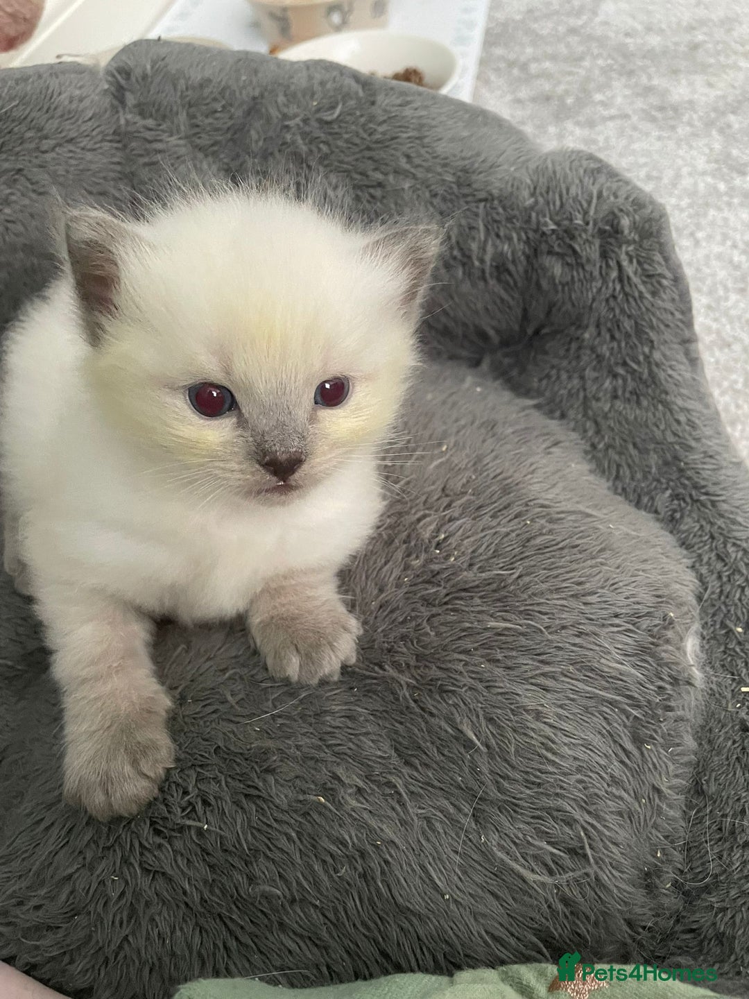 Ragdoll cats for sale: 💙 BLUEPOINT RAGDOLL BOY FOR SALE 💙 - Image 11