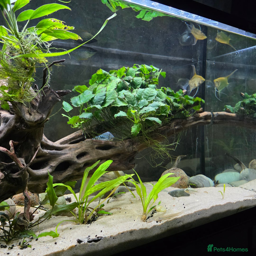 Gouramis fish for sale: Full tropical setup - Advert 7