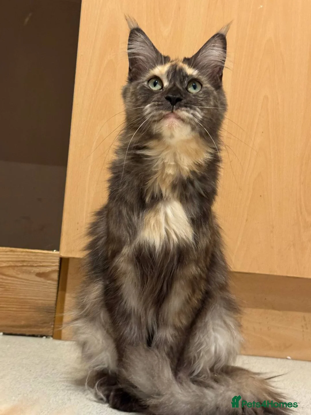 Maine Coon cats for sale: TICA registered purebred Maine Coon kittens - Advert 2