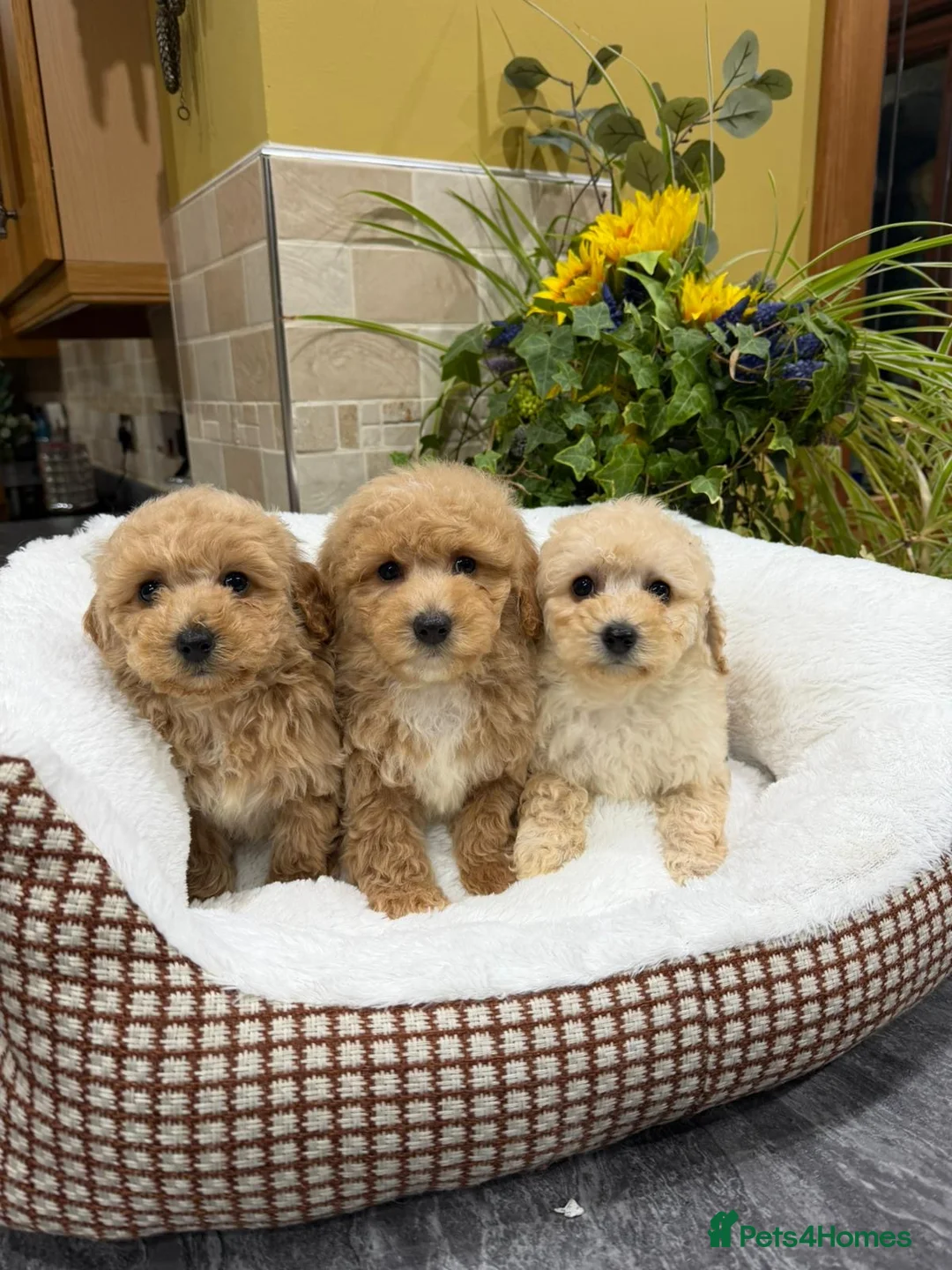 Poochon dogs for sale: Poochon Puppies - Advert 12