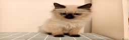 Ragdoll cats for sale: Beautiful Seal Point Ragdoll Kittens – for sale - Advert 9