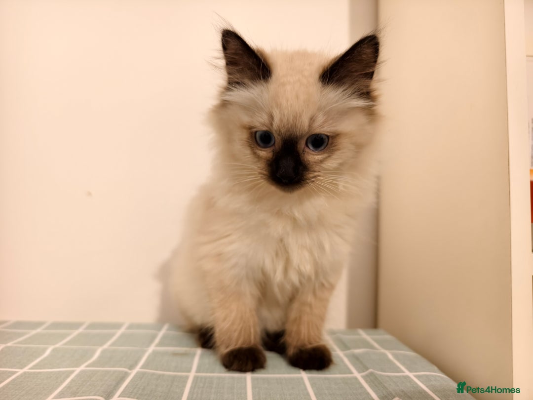 Ragdoll cats for sale: Beautiful Seal Point Ragdoll Kittens – for sale - Advert 9
