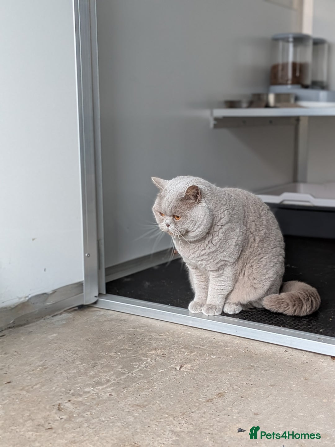 British Shorthair cats for stud: Champion BSH Stud TICA/gccf in Derby - Advert 2