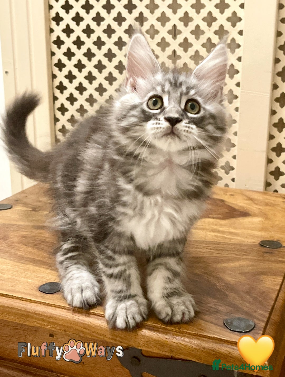 Maine Coon cats for sale: 🐾🦁 *TICA* MAINE COON KITTENS 🧬 DNA CLEAR 🦁🐾 - Image 15