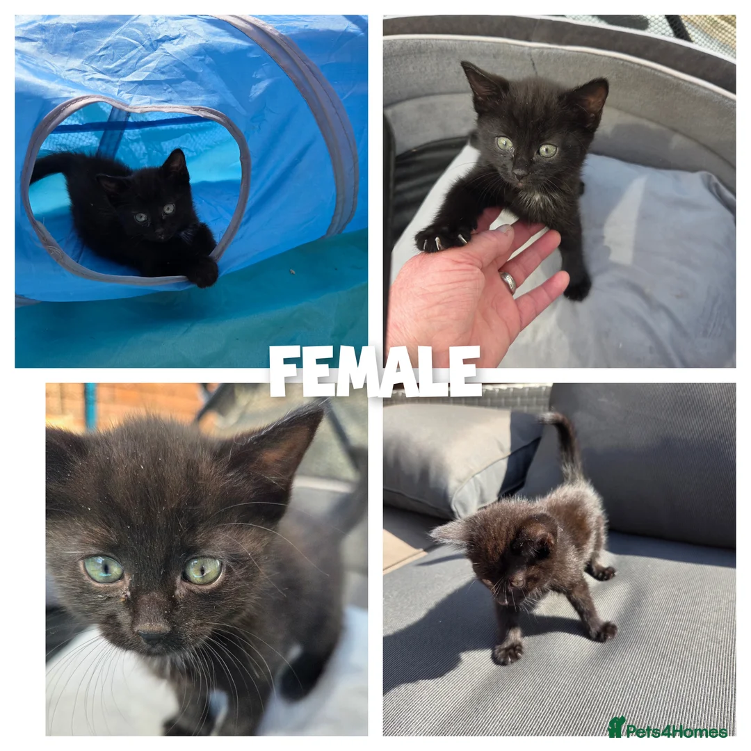 Mixed Breed cats for sale: 2 kittens,1 boy one girl for sale  - Advert 2