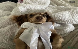 Miniature Dachshund dogs for sale: Exceptional quality long haired mini dachshunds - Image 26