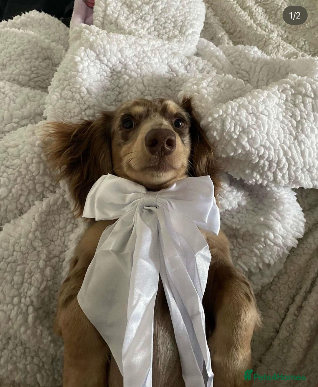Miniature Dachshund dogs for sale: Exceptional quality long haired mini dachshunds - Image 26