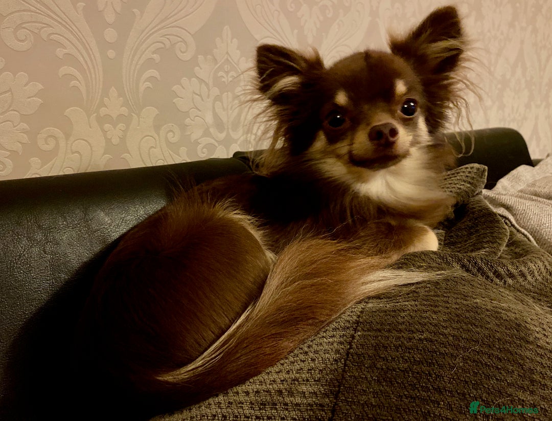 Chihuahua dogs for sale: Long coated Chihuahua adults rehome  - Image 8