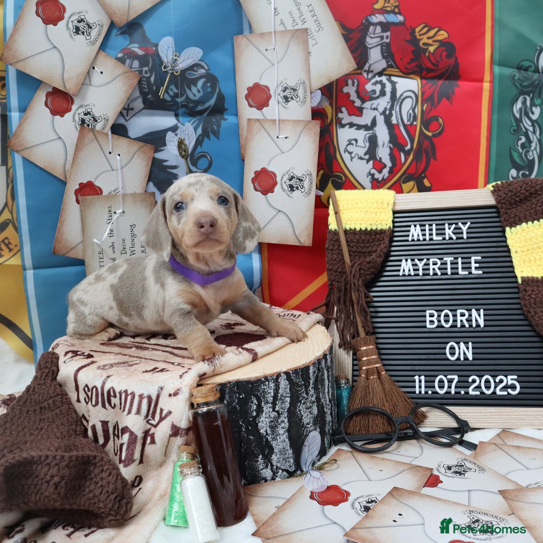 Miniature Dachshund dogs for sale: KC Reg short haired miniature dachshunds - Image 7