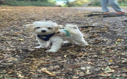 Maltipoo dogs for sale: Maltipoo  - Image 3