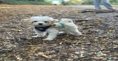 Maltipoo dogs - Advert 8