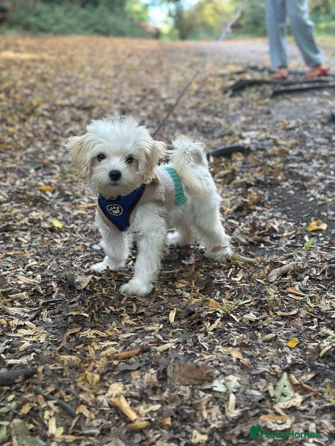 Maltipoo dogs for sale: Maltipoo  - Image 3