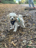 Maltipoo dogs - Advert 8