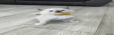 Ragdoll 1 - yellow collar