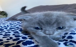 Scottish Fold cats for sale: Scottish Fold kittens for sale 3 Girls 2 Boys  - Advert 15