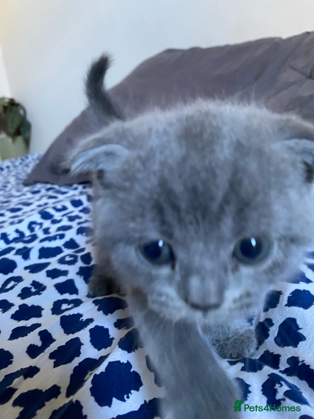 Scottish Fold cats for sale: Scottish Fold kittens for sale 3 Girls 2 Boys  - Advert 15