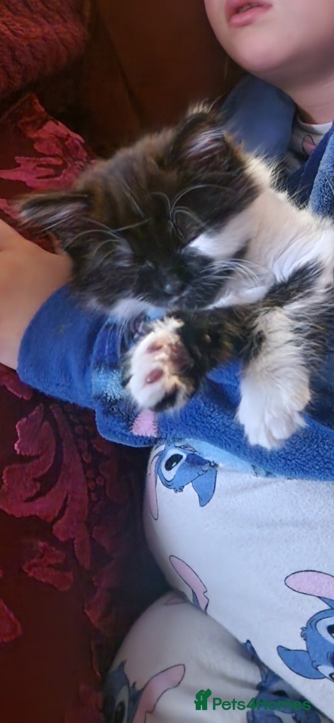 Mixed Breed cats for sale: Beautiful gentle female kitten  - Advert 2