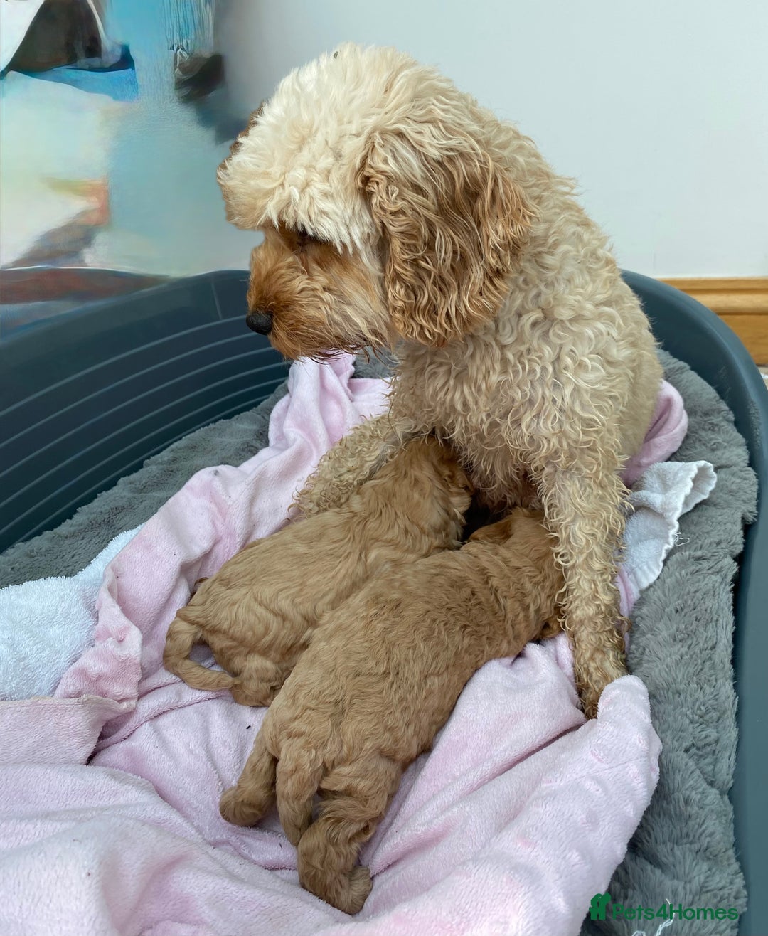 Cavapoo dogs for sale: F1B Cavapoo Puppies - Image 4