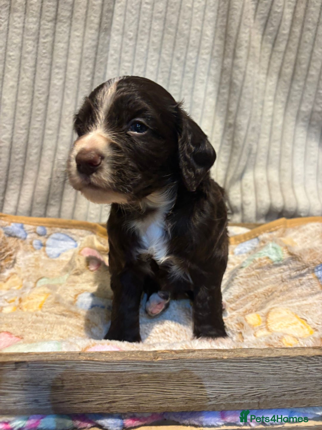 Cocker Spaniel dogs for sale: Stunning kc working cocker spaniels - Image 18