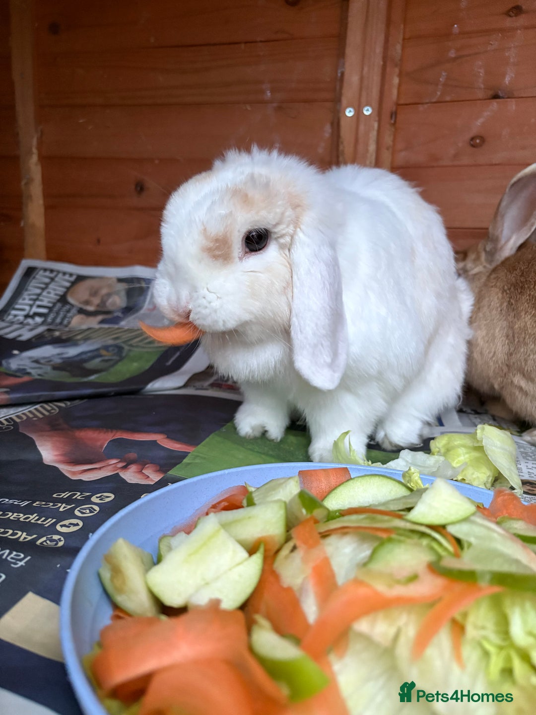 Angora rabbits for sale: Bonded Pair of Rabbits Looking for Forever Home - Image 3