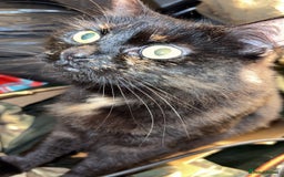 Bombay cats for sale: Black beauties🧡 - Image 5